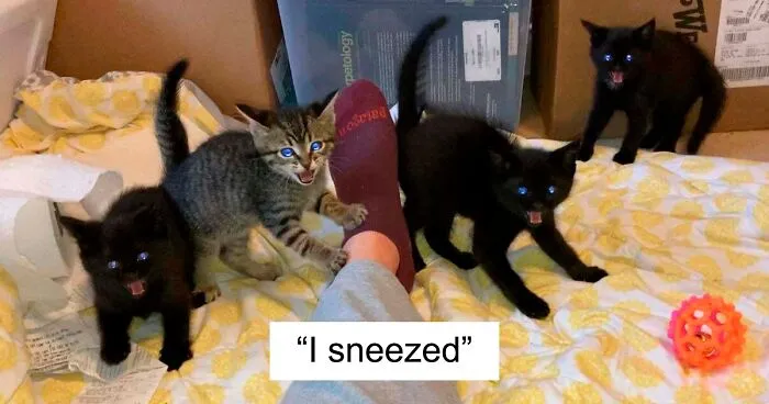 This Online Group Celebrates Kittens That Are 'Illegally Smol' And Here Are 50 Of The Most Adorable Pics