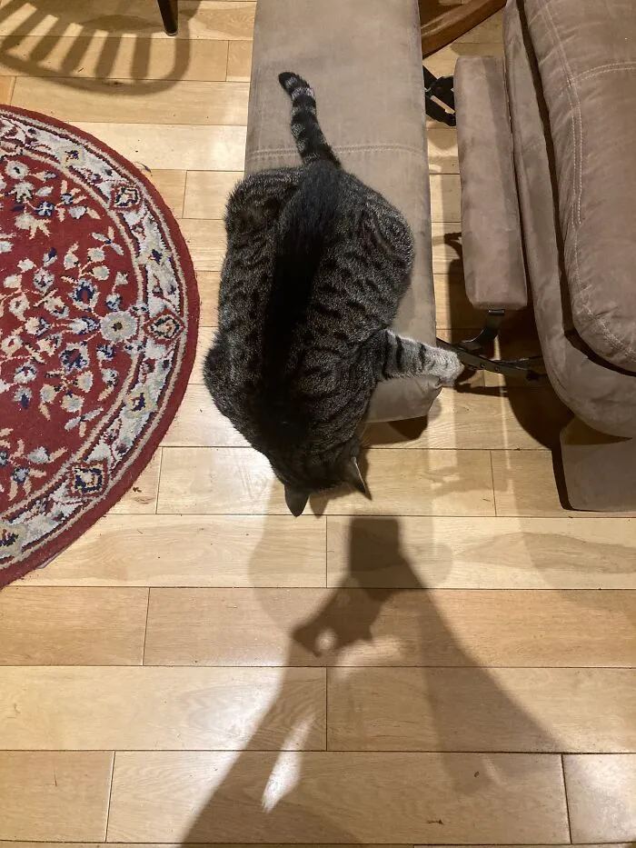 My Cat Henrietta