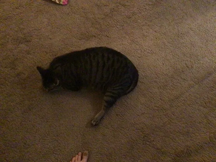 Sorry If The Picture Is Dark