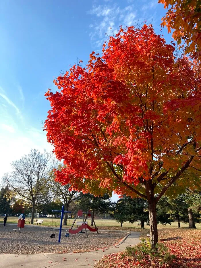 I Was Going To Put A Photo I Took At This Park But Then I Realized That It Has My Siblings In It. Anyways... Its Not That Good, But For Some Reason I Really Like It.