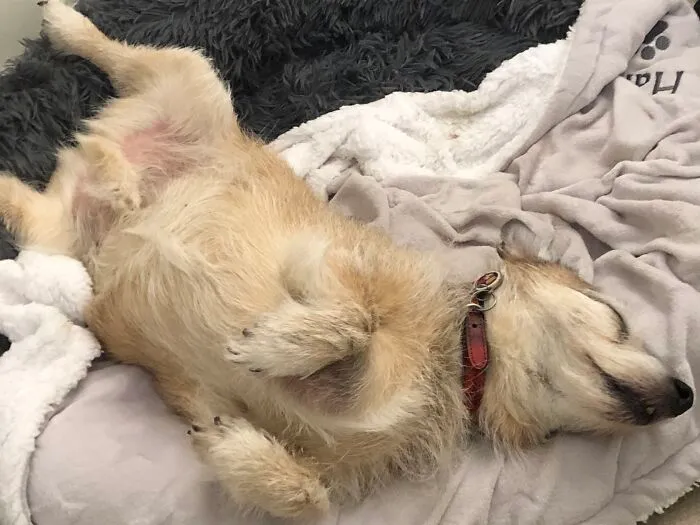 Harry’s New Bed