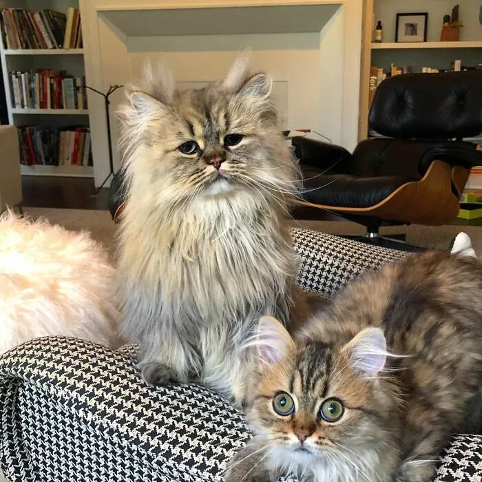 Meet The Persian Cat Barnaby Who Always Looks Like He Didn't Have His Morning Coffee Yet (30 Pics)