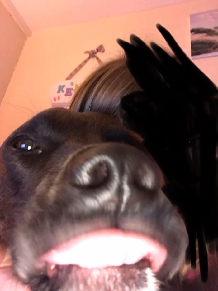 This Dog...he Has No Respect For Anyone