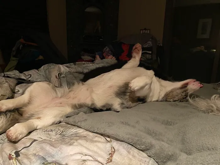 The “Dead Cockroach” Position