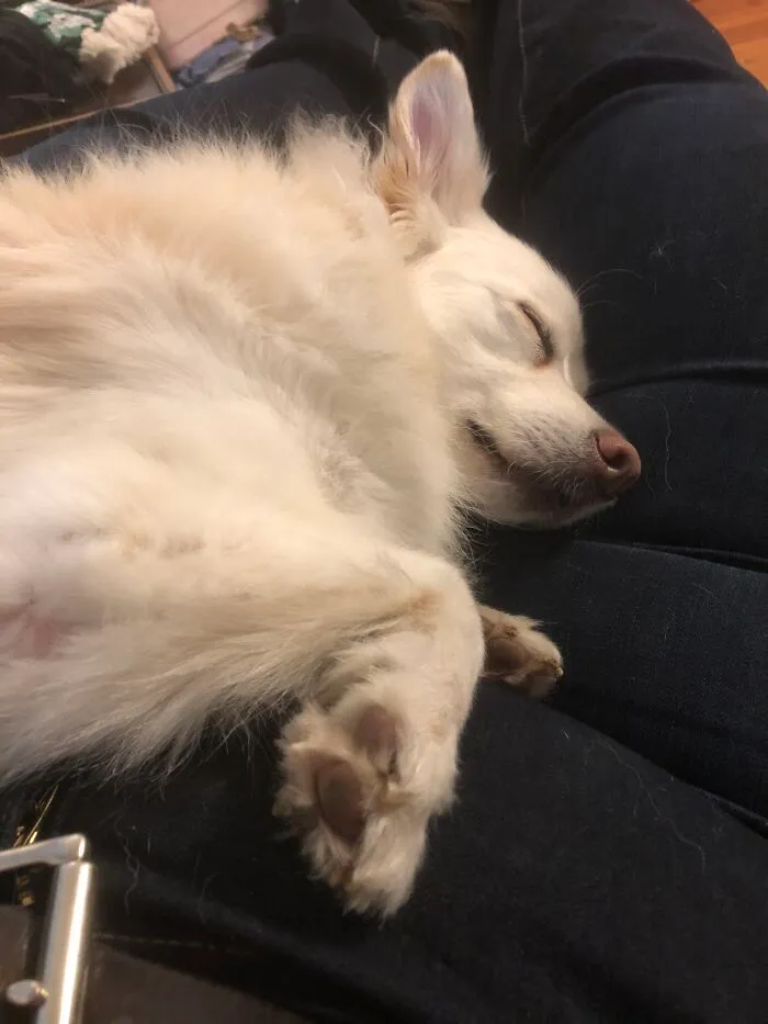 Sir Foxalot Even Asleep Looks Foxie