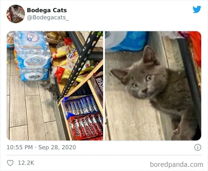 This Twitter Account Collects Photos Of Cats In Small Shops Looking Like They Own The Place (50 New Pics)