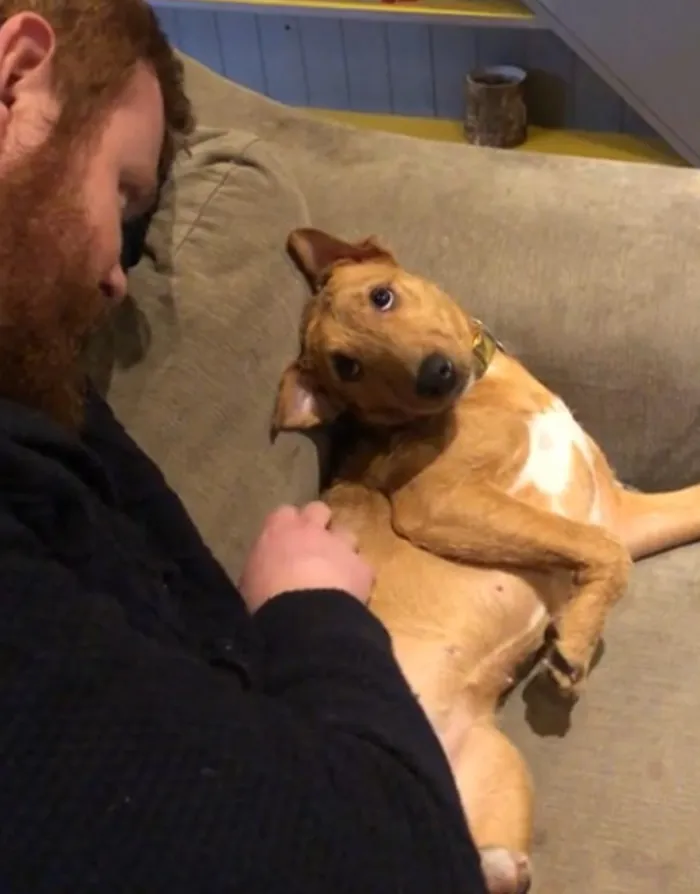 Cómo nuestro perro rescatado mira a mi marido