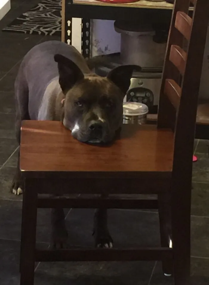 Chin Rest