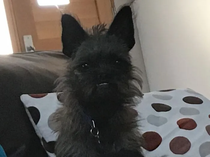 Any Photo Is Weird... My Dog Is A Gremlin
