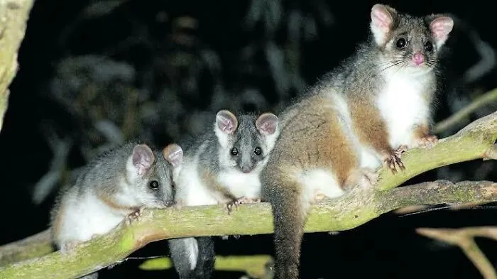Three adorable Australian animals perched on a tree branch at night showcasing unique and weird wildlife characteristics.
