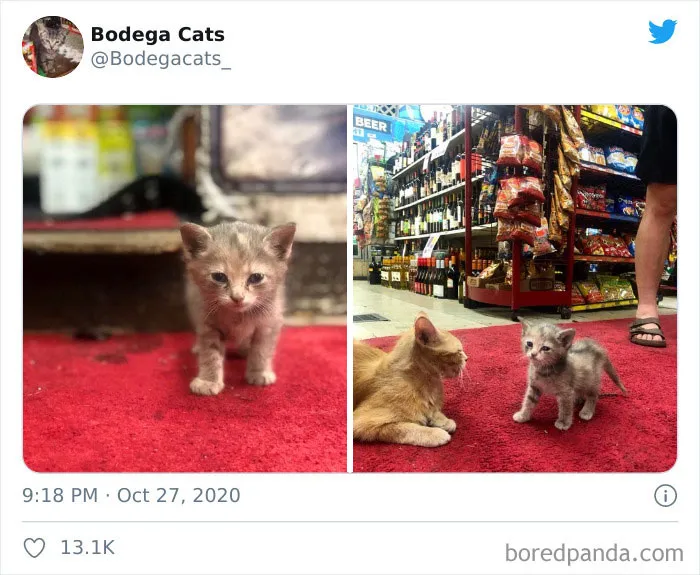 This Twitter Account Collects Photos Of Cats In Small Shops Looking Like They Own The Place (50 New Pics)
