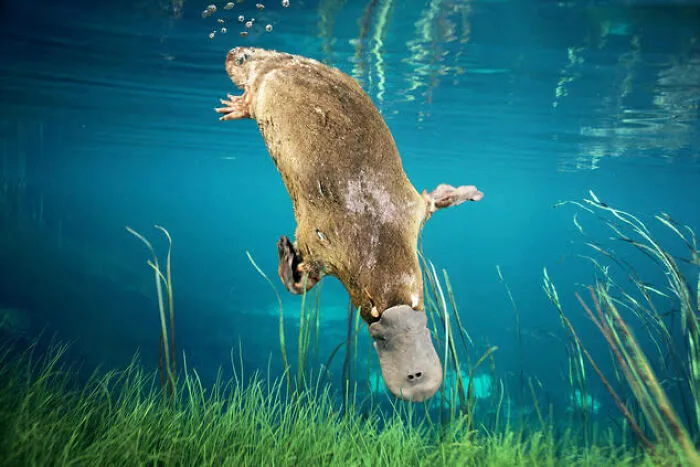 Platypus swimming underwater among grasses, one of the adorable, scary, and weird Australian animals in natural habitat.