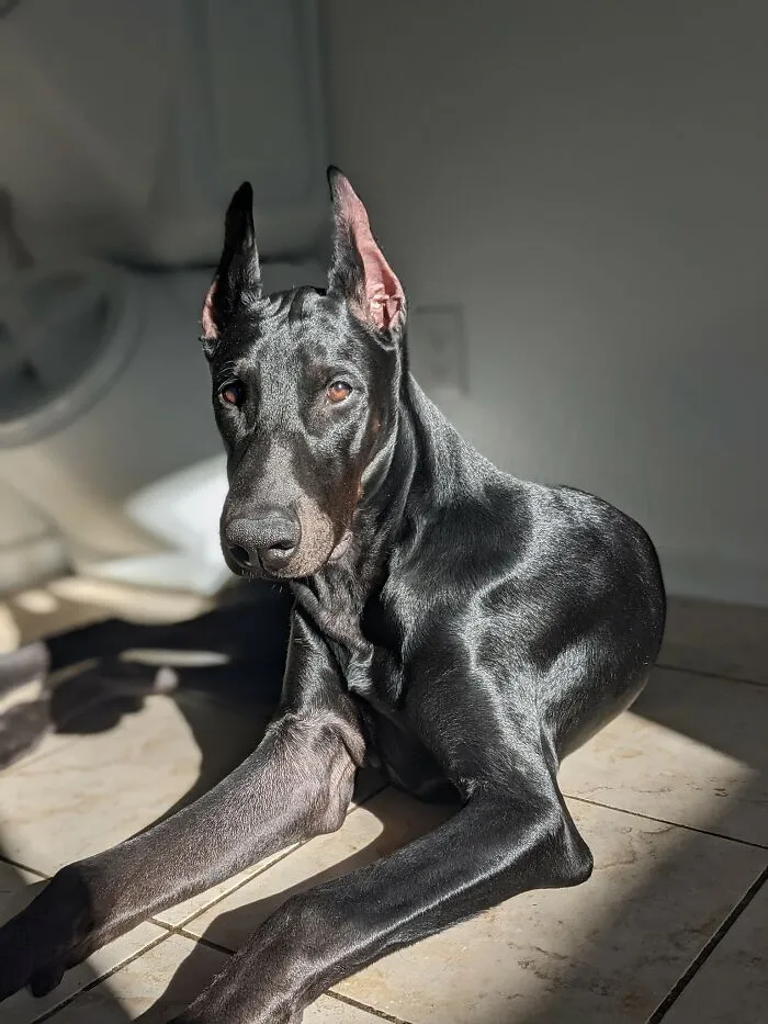 30 Of The Best Dog Photos Submitted For The #PrettyEyesChallenge