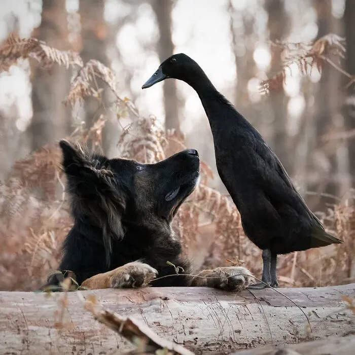 I Capture The Unexpected Friendship Between My Dog And My Birds On Film (27 New Pics)