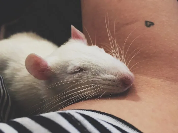 Mylittlebri