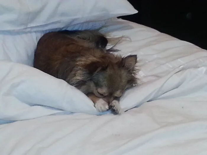 Dog Bless Mumz, Dog Bless Ma Bruffur...