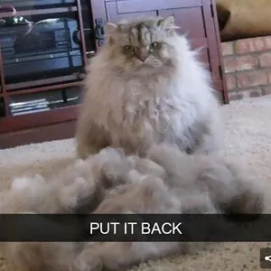 Your Feline Overlord