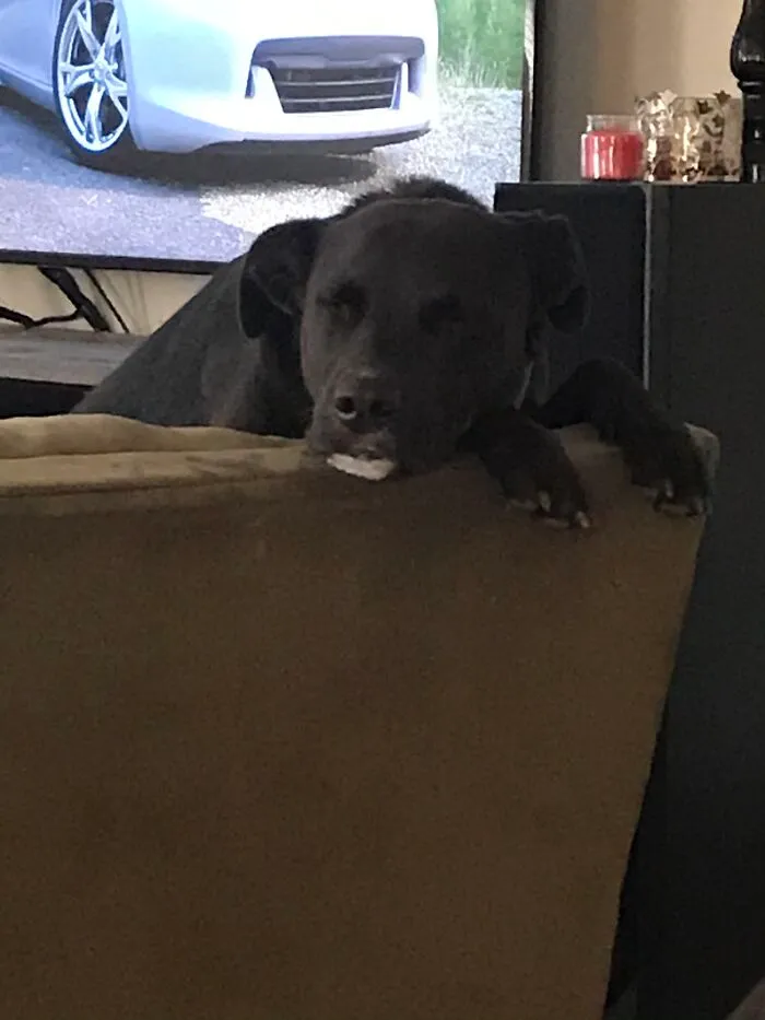 Odie Here Fell Asleep Watching Me