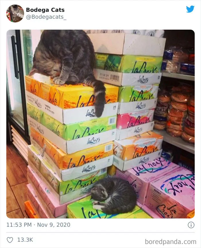 This Twitter Account Collects Photos Of Cats In Small Shops Looking Like They Own The Place (50 New Pics)