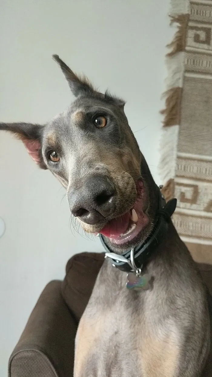 30 Of The Best Dog Photos Submitted For The #PrettyEyesChallenge