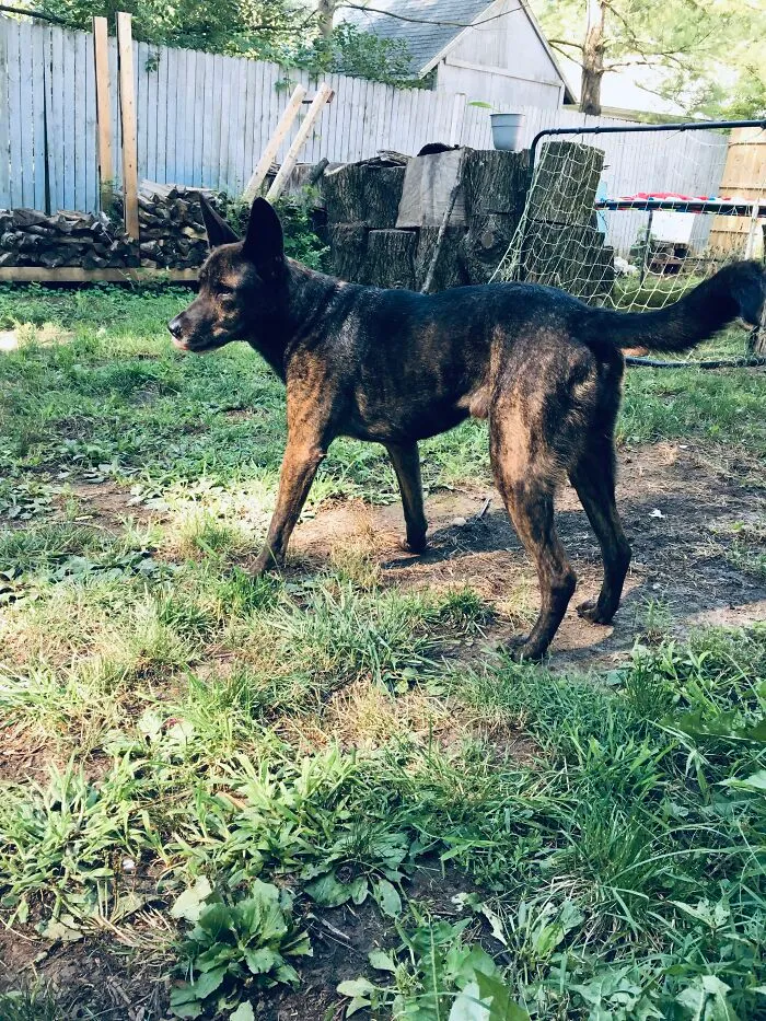 This Is My 9 Year Old Dutch Shepherd Baby Named Fergie