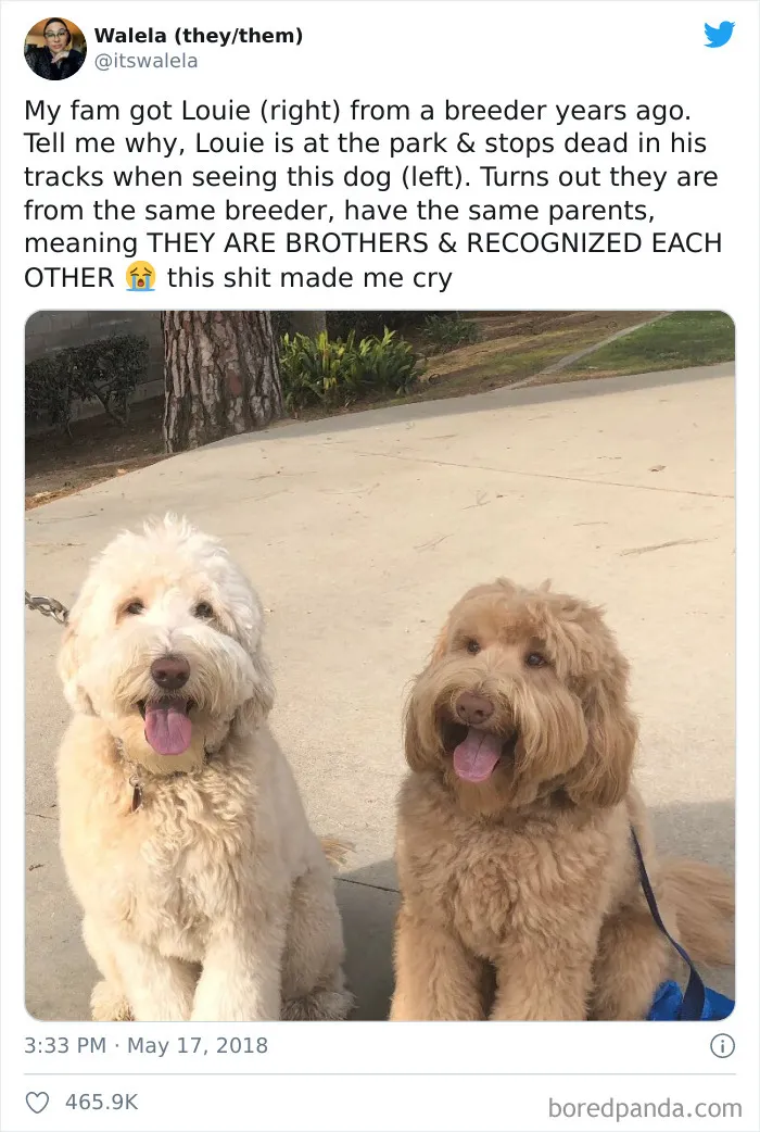Mi familia compró a Louie (dcha) de un criadero hace años. En el parque, de repente, se quedó parado al ver a este otro perro (izda). Resulta que son del mismo criadero, tienen los mismos padres, SON HERMANOS y se reconocieron