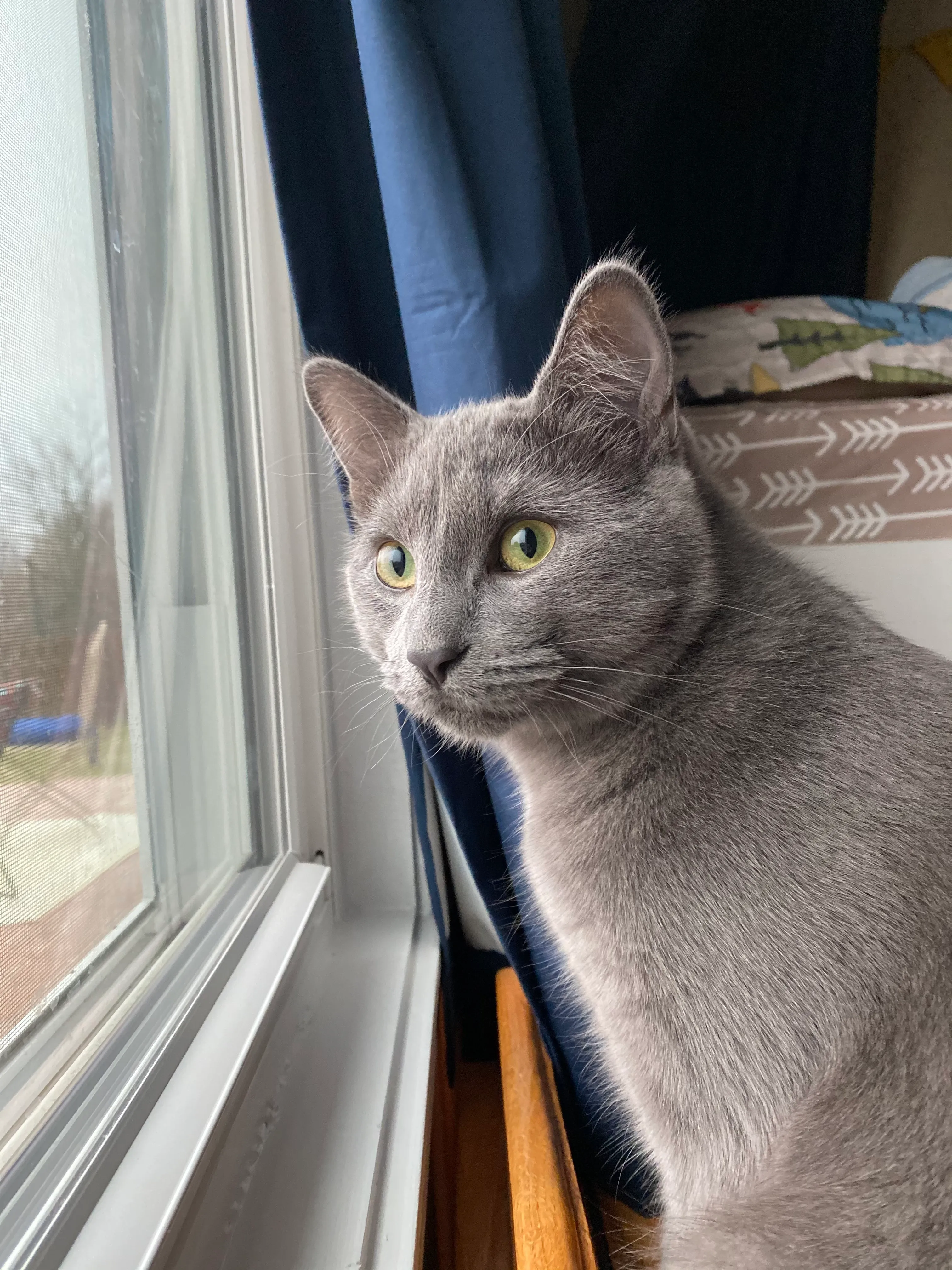 My Kitty Is Photo Shy, But I Manage To Snap A Few Shots😺