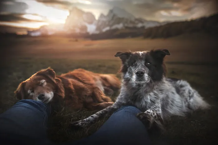 I Want To Show That Adopted Dogs Are Beautiful So I Captured These 30 Photos