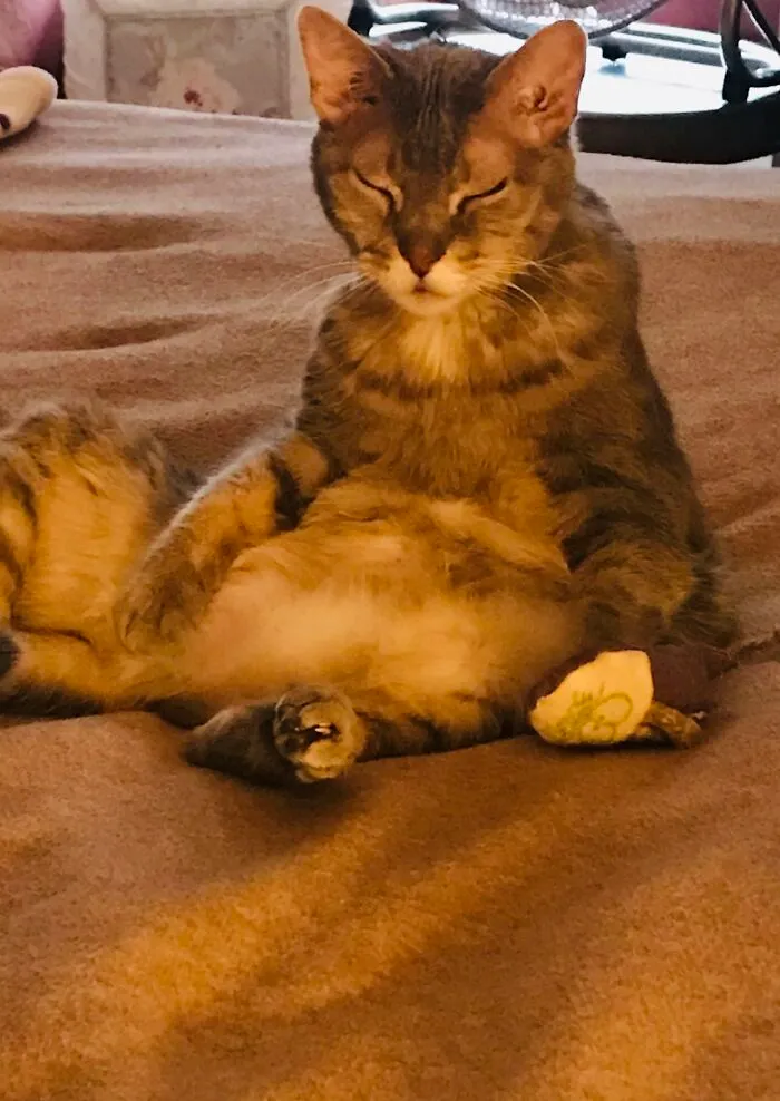 Gidget’s Too Tired To Lay Down, Yet Has The Thought To Cover Her Bottom With Her Paw.. She Probably Didn’t Want To Look Silly. Nailed It.