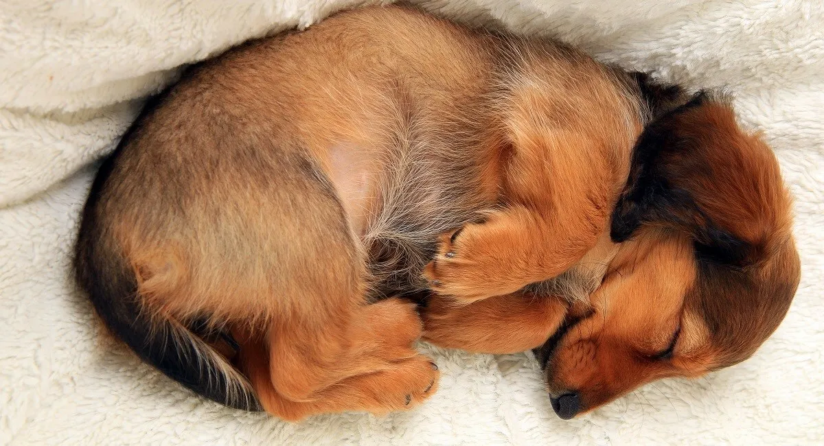 My Dachshund After A ‘Long’ Walk