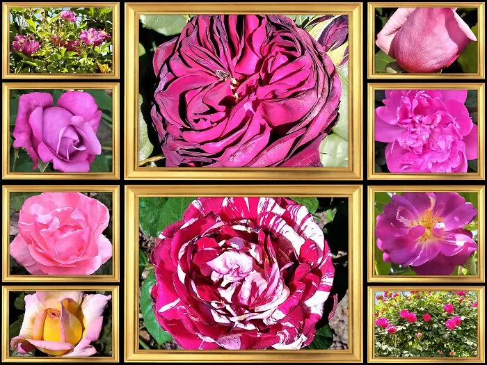 Summer Baroque Masterpiece. I Agree: Too Lush, Eccentric And A Little Theatrical ... But These Are Best My Roses And They Deserve It!