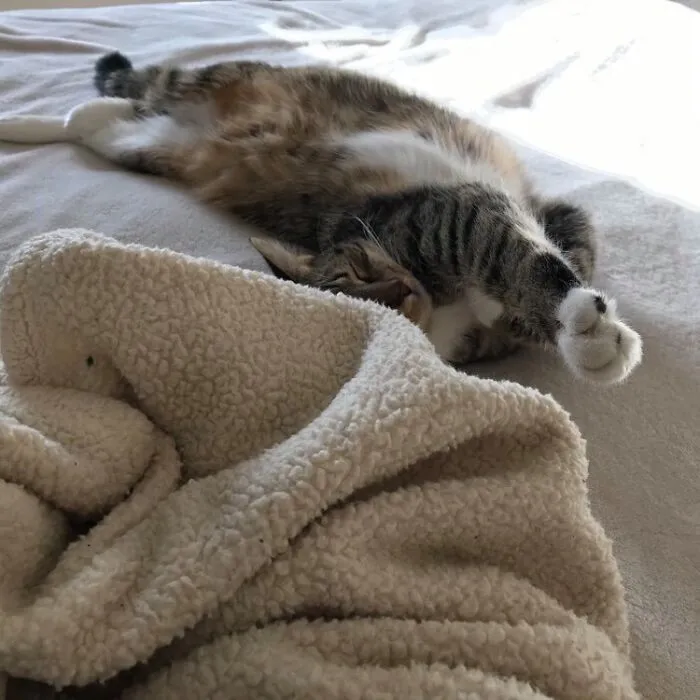 Twisty Cat
