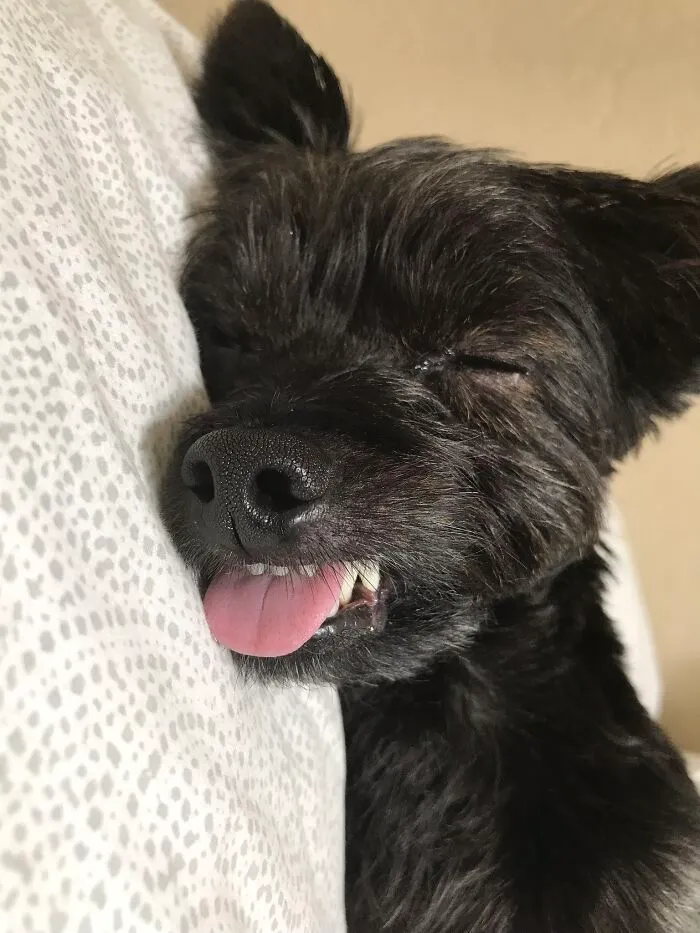 Billy Jack Taking A Delicious Nap.