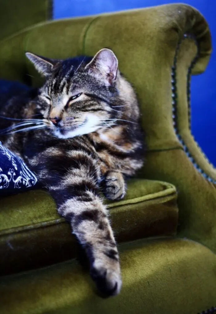 My Old Boi Tommi Was A Total Charmer. Sadly No Longer With Me