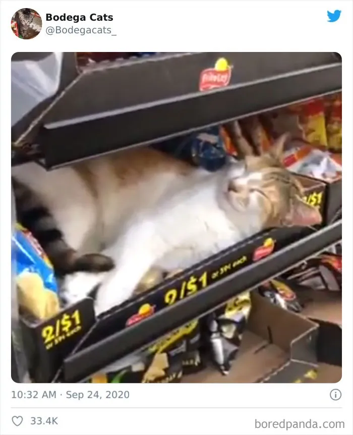 This Twitter Account Collects Photos Of Cats In Small Shops Looking Like They Own The Place (50 New Pics)