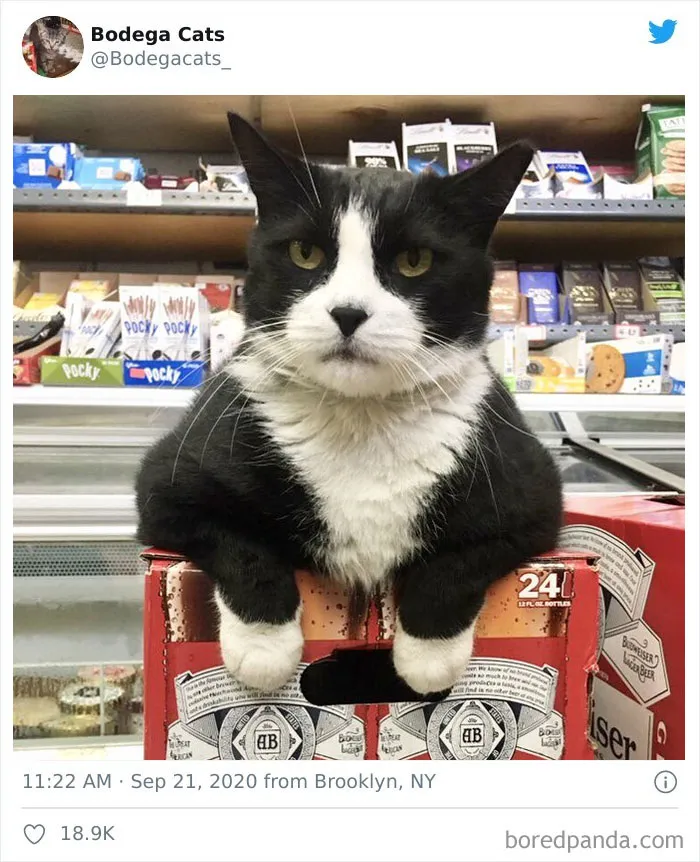 This Twitter Account Collects Photos Of Cats In Small Shops Looking Like They Own The Place (50 New Pics)