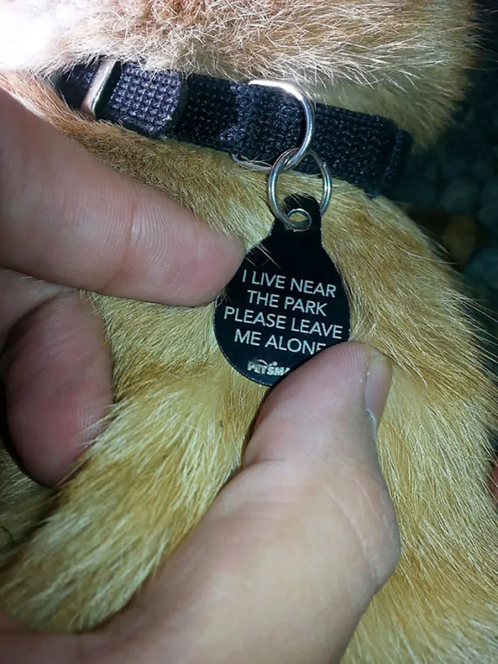 34 Times Cats Acted So Audacious That Their Owners Put Up A Sign To Warn Others About Their Ways