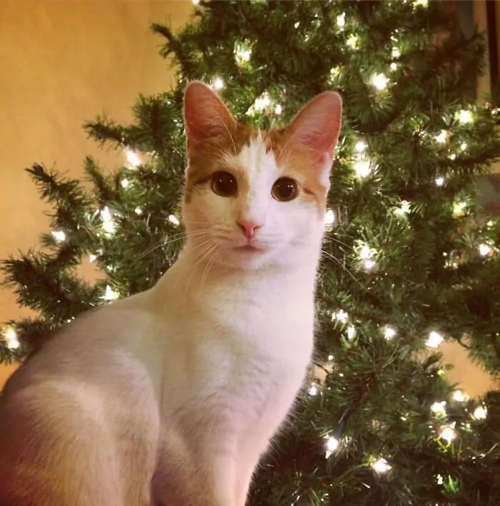 Henrietta Loves Christmas Lights