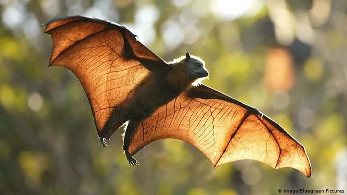 Large flying fox bat with translucent wings in flight, one of the adorable, scary, and weird Australian animals.