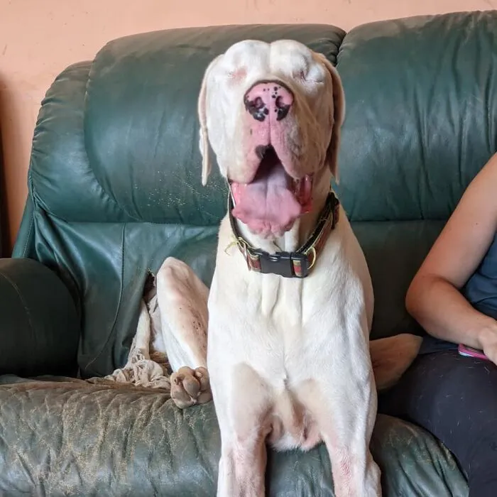 30 Of The Best Dog Photos Submitted For The #PrettyEyesChallenge