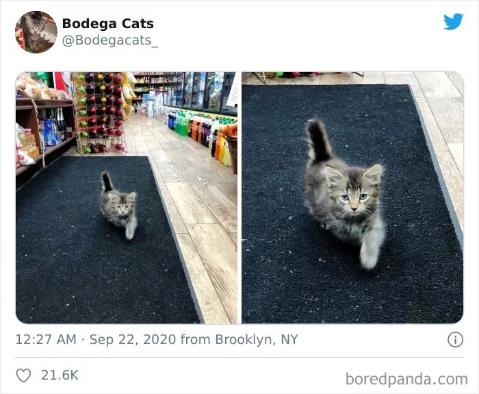This Twitter Account Collects Photos Of Cats In Small Shops Looking Like They Own The Place (50 New Pics)