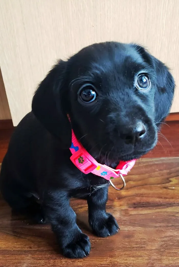 30 Of The Best Dog Photos Submitted For The #PrettyEyesChallenge