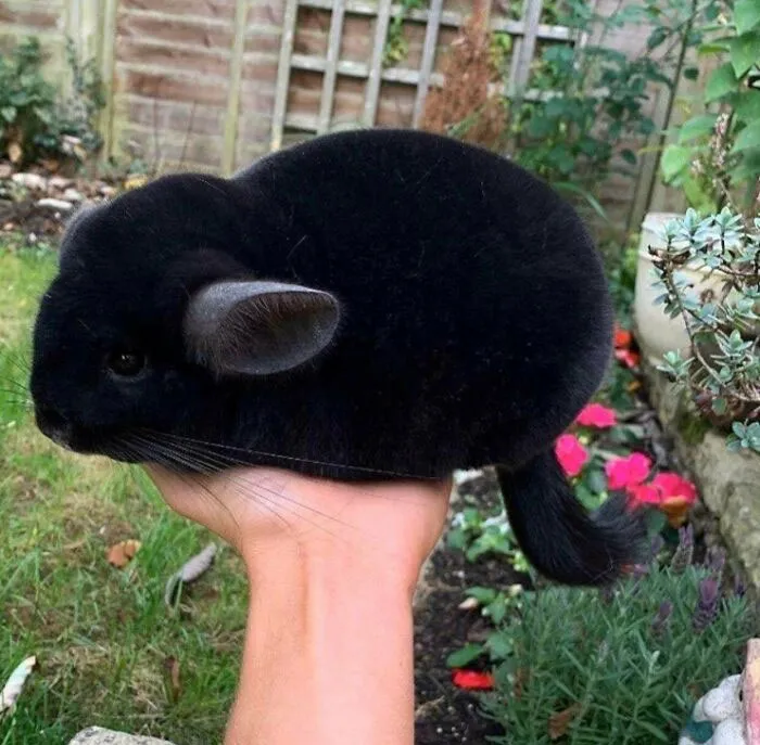 Pet The Darkness