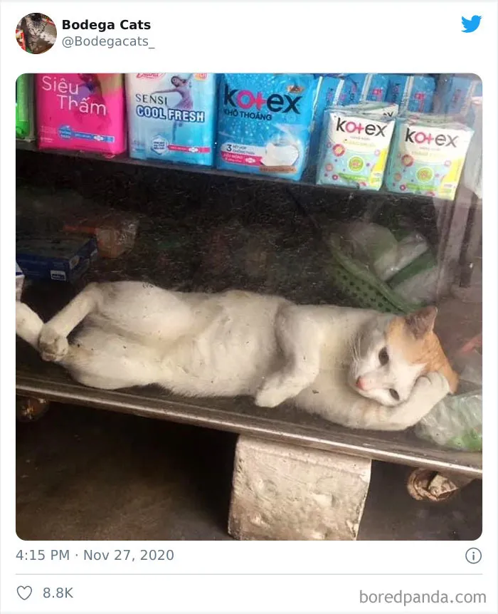This Twitter Account Collects Photos Of Cats In Small Shops Looking Like They Own The Place (50 New Pics)