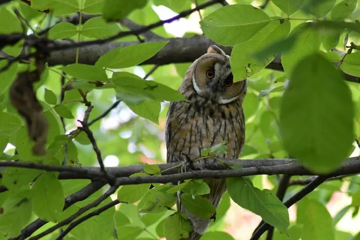 Owls Tree
