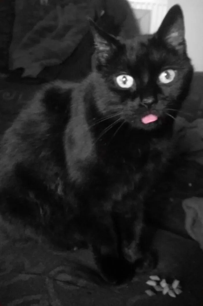 Little Derp