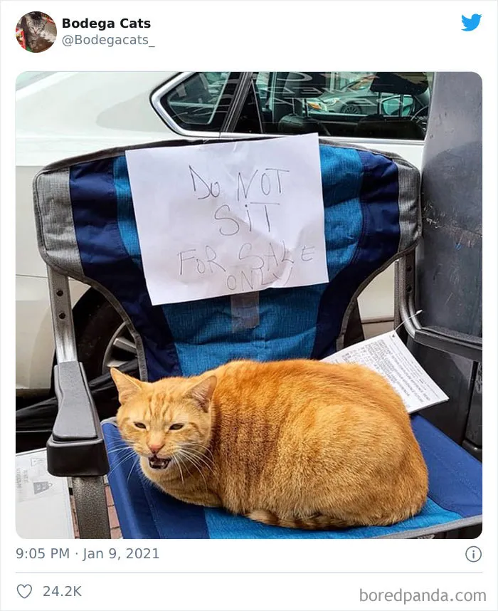 This Twitter Account Collects Photos Of Cats In Small Shops Looking Like They Own The Place (50 New Pics)