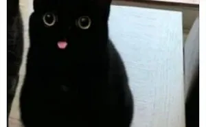 50 Funny Cat Jokes Created By People Clearly Living With One
