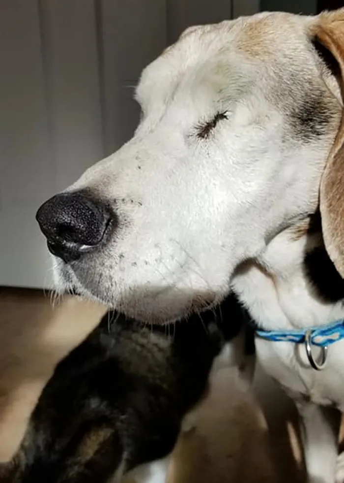 30 Of The Best Dog Photos Submitted For The #PrettyEyesChallenge