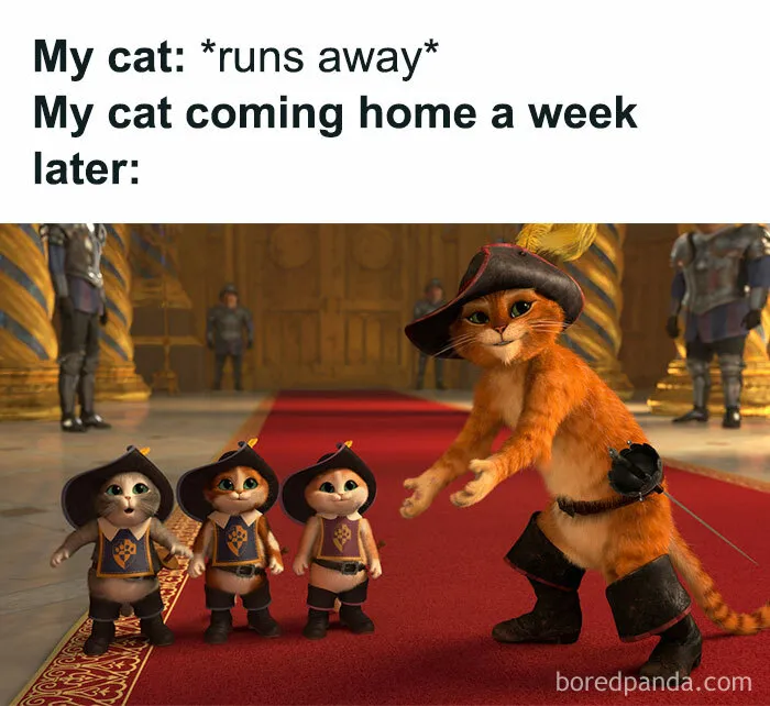 50 Funny Cat Jokes Created By People Clearly Living With One